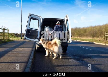 Professionelle Dog Walker mit Alaskan Malamute und Bulldog Rassen. Stockfoto