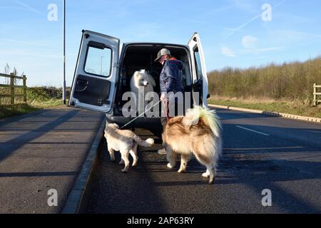 Professionelle Dog Walker mit Alaskan Malamute und Bulldog Rassen. Stockfoto