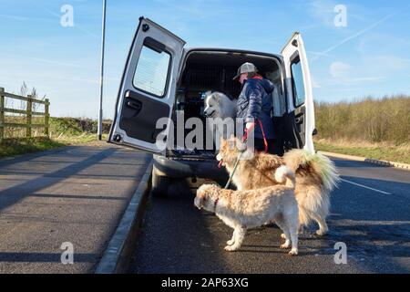 Professionelle Dog Walker mit Alaskan Malamute und Bulldog Rassen. Stockfoto