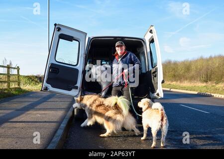 Professionelle Dog Walker mit Alaskan Malamute und Bulldog Rassen. Stockfoto