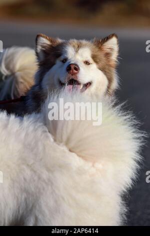 Professionelle Dog Walker mit Alaskan Malamute und Bulldog Rassen. Stockfoto