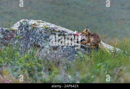 ZORRO COMUN O ROJO - RED FOX - VULPES VULPES Stockfoto