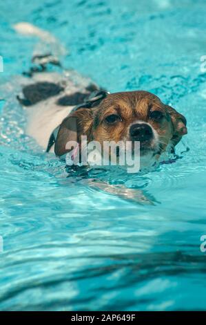 Ein kleiner Hund schwimmt in einem Schwimmbad. Stockfoto