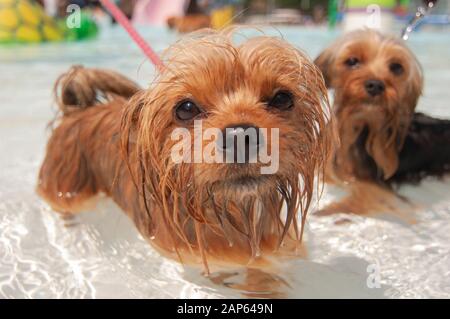 Zwei kleine Hunde sehen sich die Kamera an, während sie in einem Schwimmbad stehen. Stockfoto