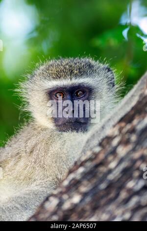 Nahaufnahme Porträt eines vervten Affen in einem Baum im Kruger National Park Stockfoto