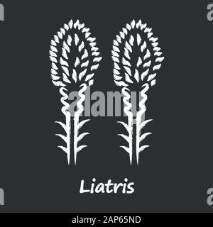 Liatris chalk Symbol. Blazing Star blühende Blume mit Namen Inschrift. Zwerg gayfeather Gartenpflanze. Spicata kobold Blütenstand. Wildflower. Autolöscher Stock Vektor