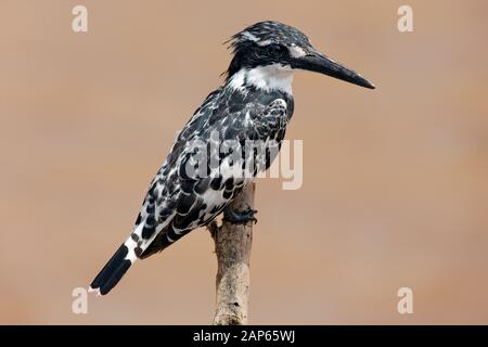 Pied Kingfisher angeln von einem Blockperch im Kruger National Park, Südafrika Stockfoto