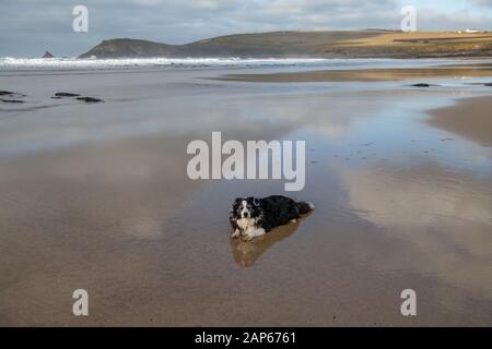 Schwarz-weißer Schafhund liegt auf nassem Sand in Constantine Bay mit Reflexion und blauem Himmel, North Cornwall, Großbritannien Stockfoto