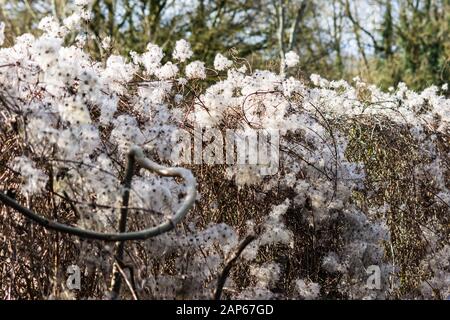 Ein Zaun, bedeckt mit Freude Der Reisenden, wilde Clematis, Clematis vitalba, Alt bemannt Winterseeköpfe im Winterlicht Stockfoto