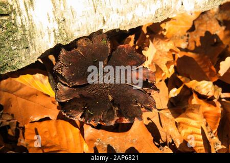 Nahaufnahme des isolierten trockenen schwarzen und braunen Pilzes mit Laub- und Birkenstamm in heller Herbstsonne im deutschen Wald - Deutschland Stockfoto