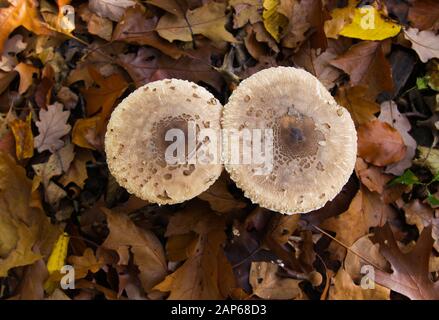 Draufsicht Nahaufnahme auf Parasolpilz (Makrolepiota procera) mit Laub Hintergrund - Deutschland Stockfoto