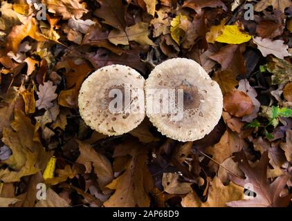 Draufsicht Nahaufnahme auf Parasolpilz (Makrolepiota procera) mit Laub Hintergrund - Deutschland Stockfoto