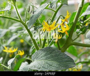 Tomatenpflanzenblume und -Blatt. Organisches Tomato-Wachstum im Gewächshaus. Stockfoto