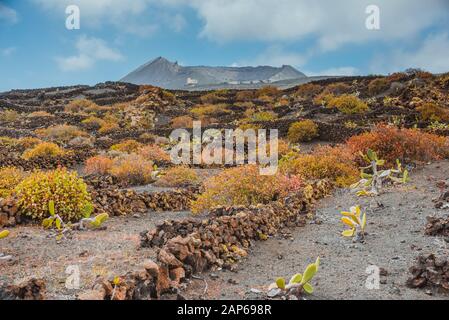 Eine atemberaubende Landschaft mit vulkanischer Weinberge. Traditionelle Wein Herstellung von Lanzarote. Kanarischen Inseln. Spanien Stockfoto