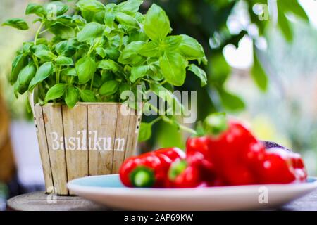 Blick über verschwommene Schüssel mit roten Paprika auf Holztopf mit grüner Basilikumpflanze. Verschwommener Hintergrund mit Bokeh. (Das deutsche Wort Basilikum bedeutet BAS Stockfoto