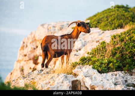 Bergziege auf einer Klippe in der Nähe der Stadt Portocolom, Mallorca Stockfoto