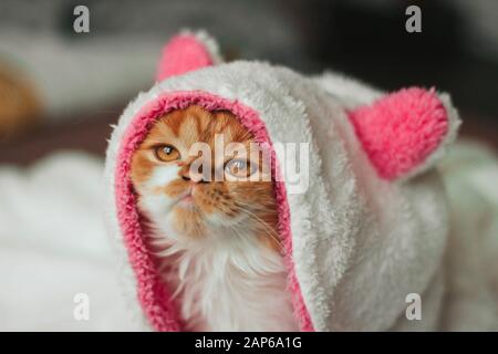 Lustige Ingwerkätzchen in einer weißen weichen Kapuze aus einem bademantel mit pinkfarbenen Ohren. Stockfoto