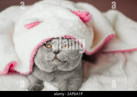 Freche graue Katze in einer weißen weichen Kapuze aus einem bademantel mit pinkfarbenen Ohren. Stockfoto