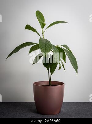 Junge Avocado-Sprosse mit Blättern in Rosengoldtopf isoliert auf grauem Hintergrund Stockfoto