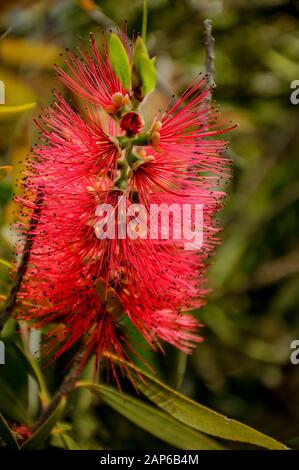 Kallistemon ist eine Gattung immergrüner Sträucher oder kleiner Bäume der Familie Myrtle, die in Australien wachsen Stockfoto