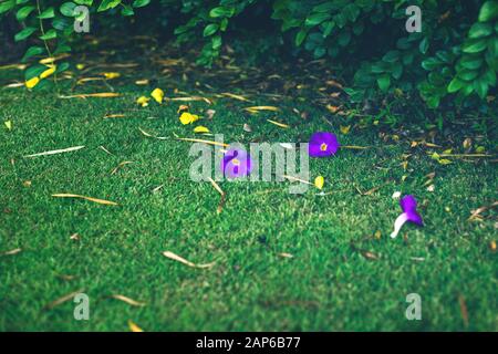 Frische tropische grüne Blätter und violette Blumen auf Gras liegen. Naturbelassener grüner Hintergrund. Exotischer grüner tropischer Wald. Abstrakte Sommerkulisse. Stockfoto