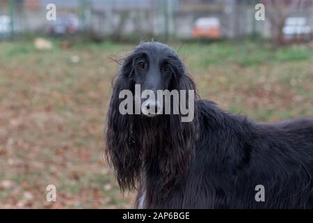Portrait von niedlichen Afghanischen Windhundes. Im Herbst Park. Östlichen Greyhound oder persischer Windhund. Heimtiere. Reinrassigen Hund. Stockfoto