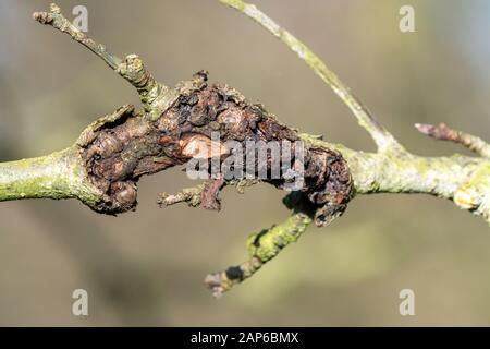 Nahaufnahme des Kanners an einem apfelbaum Stockfoto