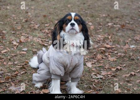 Süße Cavalier King Charles Spaniel in der schönen pet-Kleidung im Herbst Park. Heimtiere. Reinrassigen Hund. Stockfoto