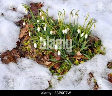 Weiße, schneebedeckte Blumen, die in einem von Schnee umgebenen Flecken offenen Boden blühen, sind ein sicheres Zeichen dafür, dass der Frühling auf dem Weg ist. (Galanthus nivalis) Stockfoto