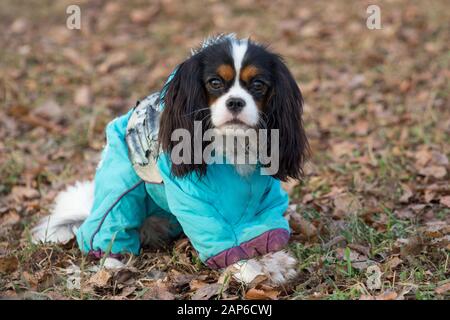 Süße Cavalier King Charles Spaniel in der schönen pet Kleidung sitzt im Herbst Park. Heimtiere. Reinrassigen Hund. Stockfoto