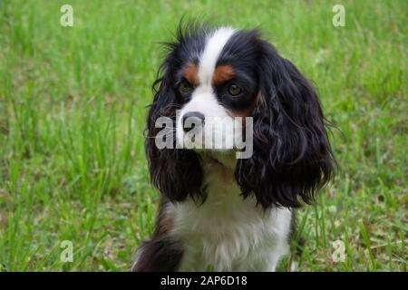 Portrait von Cavalier King Charles Spaniel. Close Up. Heimtiere. Reinrassigen Hund. Stockfoto