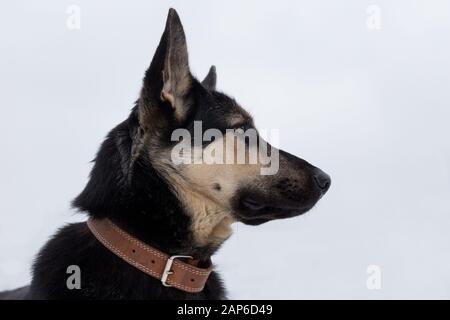 East European Shepherd auf einem weißen Hintergrund. Heimtiere. Reinrassigen Hund. Stockfoto