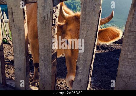 Eine Kuh mit Hörnern in einer Scheune in Albanien, die durch den Zaun blickt. Selektiver Fokus Stockfoto