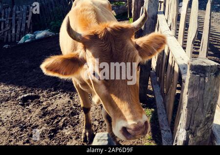 Eine Kuh mit Hörnern in einer Scheune in Albanien. Selektiver Fokus Stockfoto