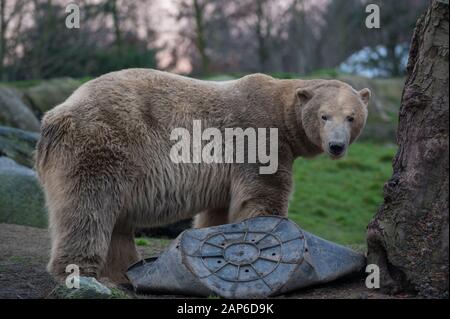 Eisbär ( Ursus maritimus ) auf einem zerdrückten Fass Stockfoto