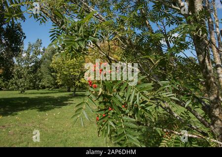 Spätsommerurlaub und Rote Beeren des Ulleung Island Rowan Tree (Sorbus ulleungensis 'Olympic Flame') in einem Garten in West Sussex, England, Großbritannien Stockfoto