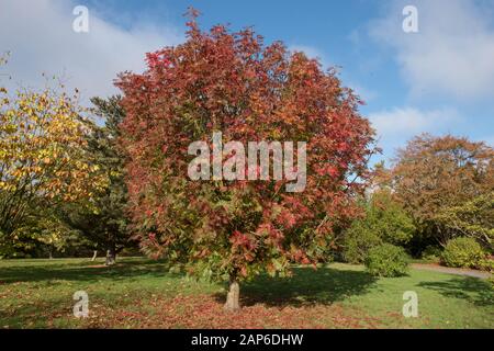 Herbstliche Blätter des Ulleung Island Rowan Tree (Sorbus ulleungensis 'Olympic Flame') im Garten in Wakehurst im ländlichen Westen von Sussex, England, Großbritannien Stockfoto