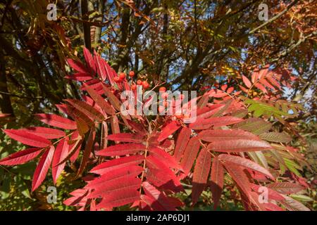 Herbstliche Blätter und Beeren des Ulleung Island Rowan Tree (Sorbus ulleungensis 'Olympic Flame') in einem Park in Wakehurst in West Sussex, England, Großbritannien Stockfoto