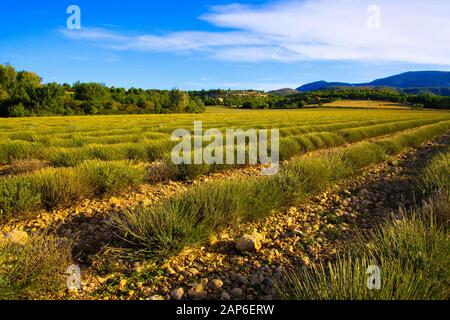 Blick auf Lavendelpflanzen in einer Reihe nach der Ernte im Herbst - Provence, Frankreich Stockfoto