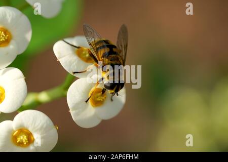 Myathropa florea - Hoverfly Stockfoto