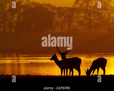 Fallow Deer Cervus dama im Holkham Park an einem Winterabend North Norfolk UK Stockfoto