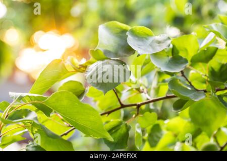 Unreife Aprikose Frucht im sonnigen Tag, auf Aprikosen Baum im Garten. Sonnenstrahlen im sonnigen Aprikosen. Das Sonnenlicht im Garten. Unreife Aprikosen. Stockfoto