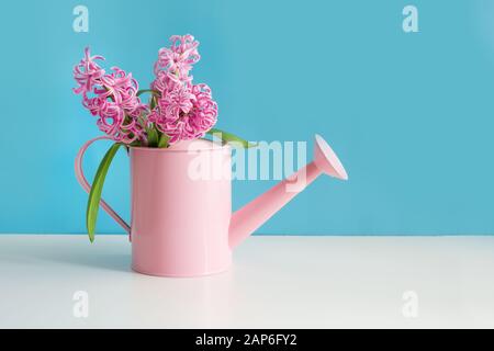 Dekorative Gießkanne mit rosafarbenen Hyazinths. Gartenkonzept mit Kopierraum. Frühling. Stockfoto