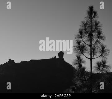 Hintergrundbeleuchtetes Bild von Roque Nublo und Kiefernbaum im Vordergrund, Gipfel von Gran Canaria, Kanarische Inseln Stockfoto