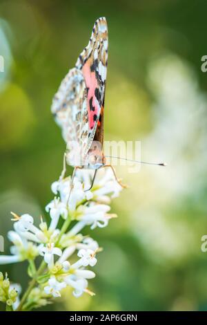 Ein schöner Schmetterling sitzt auf einem Lavendel Blume im Sommergarten Stockfoto