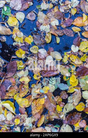 Bunte, verfallene Blätter in einer Wasserpfütze, herbstliche Hintergründe Stockfoto