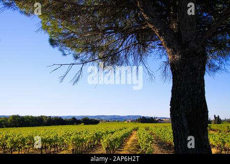 Blick über den Pinienbaum (Pinienpflaume) auf Weinberge des französischen Weinguts gegen den blauen Himmel - Provence, Frankreich Stockfoto