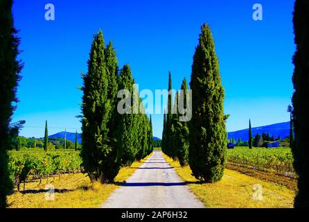 Blick auf den landwirtschaftlichen Pfad durch Weinberge mit Weinreben und mediterranen Zypressenbäumen (Cupressus sempervirens) in einer Reihe gegen Berge und blauen Himmel Stockfoto