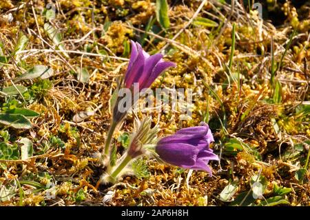 Pasque Flowers (Pulsatilla vulgaris) blüht im April auf dem Martin Down, National Nature Reserve, in Hampshire. GROSSBRITANNIEN Stockfoto