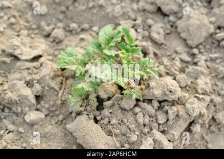 Nahinsektenkolorado Kartoffelkäfig, der auf jungen Blättern einer Kartoffelpflanze sitzt Stockfoto